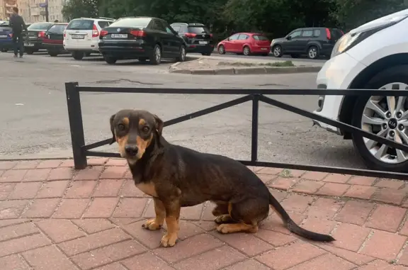 Найдена собака, Санкт-Петербург, фото: Найден молодой кобель Такса на Малой Каштановой аллее, СПб