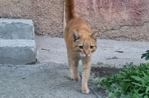 Найден рыжий кот на ул. Котовского, 13 в Новосибирске