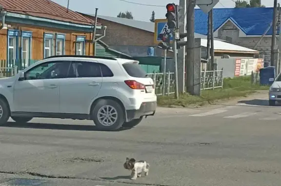 Пропала собака на улице Попова, 1 в Бердске