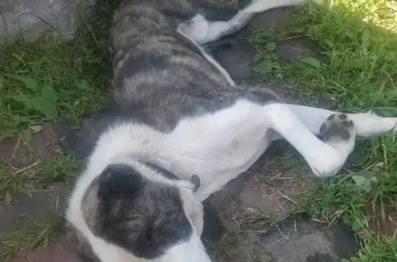 Собака породы Алабай найдена на 1-й Железнодорожной улице, Новопетровское