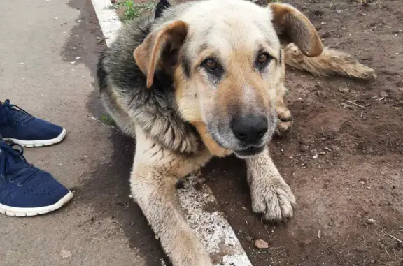 Найден пёс на Красноармейской в Кинель-Черкассах