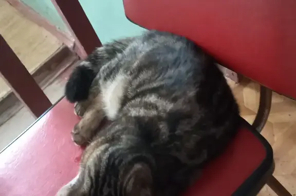 Найдена кошка на пр. Победы, 150 в Пензе