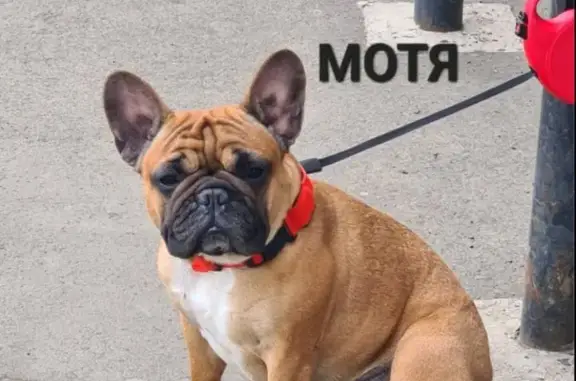 Пропала собака Матильда в Усть-Илимске
