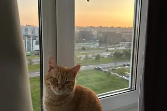 Кошки потеряшки, Санкт-Петербург, фото: Потеряшка кошка Сурик, Дунайский проспект 51 к2, СПб