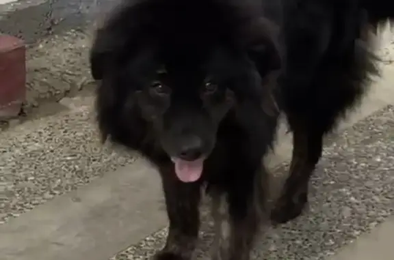 Пропала собака ДЖЕСС на Туманяна, Нижняя Шаумяновка