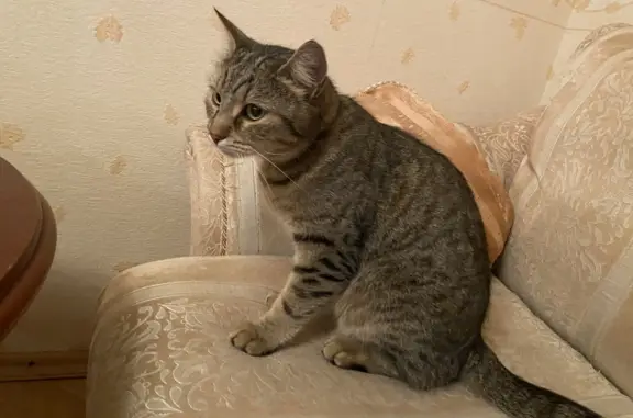Найдена ласковая кошка на ул. Маршала Тухачевского, 13