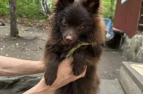 Собака найдена на улице Пугачёва в Аргаяше