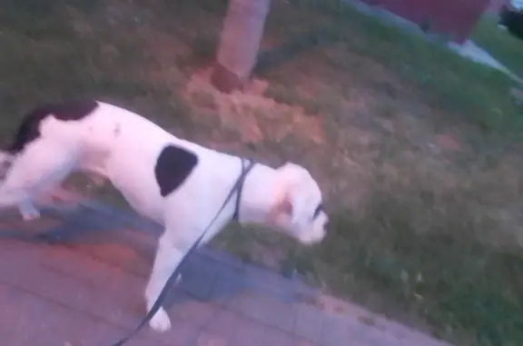 Собака найдена на Московской улице в Чехове