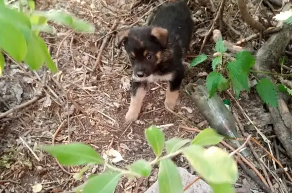 Найдена собака с щенками на АЗС в Омске
