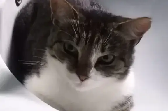 Потерянные животные Краснооктябрьский, фото: Пропала кошка на Шоссейной, Краснооктябрьский (№61)