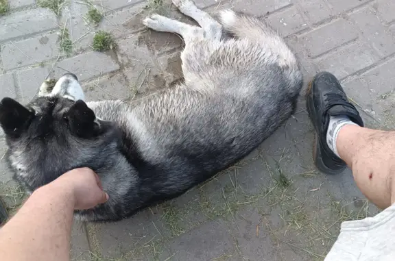 Найдена собака Хаски на ул. Маршала Чуйкова, 25 в Казани