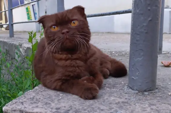 Кошка на Тополевой, 4: коричневая и худая.