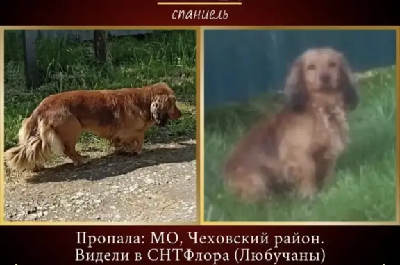Пропала собака-спаниель в Московской области.