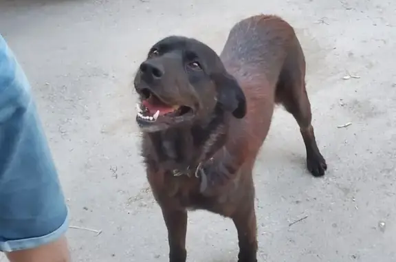 Найдена собака на улице Смидович, 12А, Тула