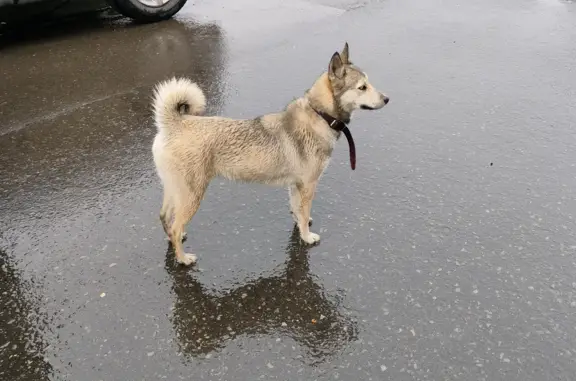 Найдена собака Лайка на ул. Топоркова, Петропавловск-Камчатский