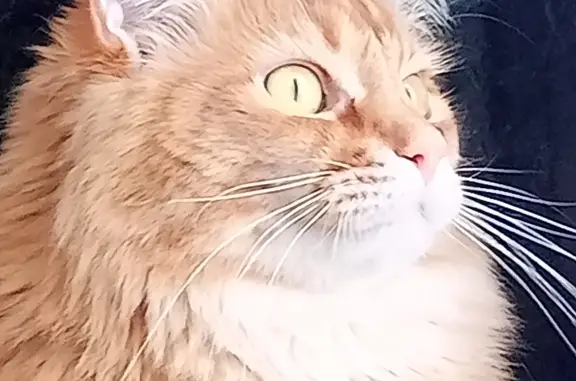 Кошки потеряшки, Новосибирск, фото: Потеряшка кошка мейн-кун на улице Объединения, Новосибирск