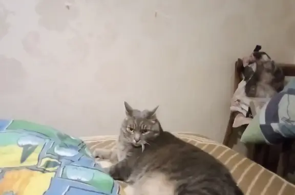 Найдена кошка на Красноармейской, Неман