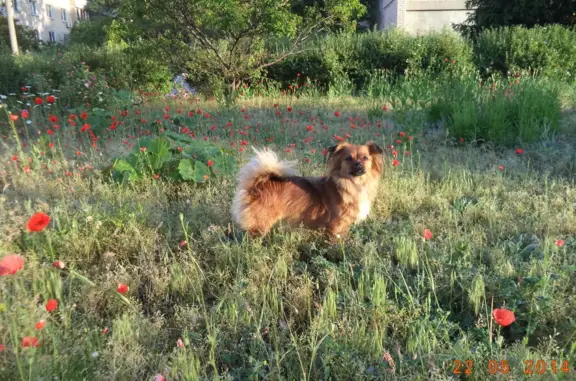 Пропала собака с одним глазом в Каменск-Уральском