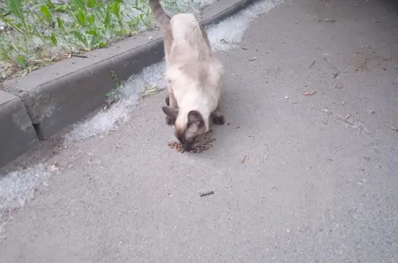 Найдена сиамская кошка на ул. Бурцева, СПб