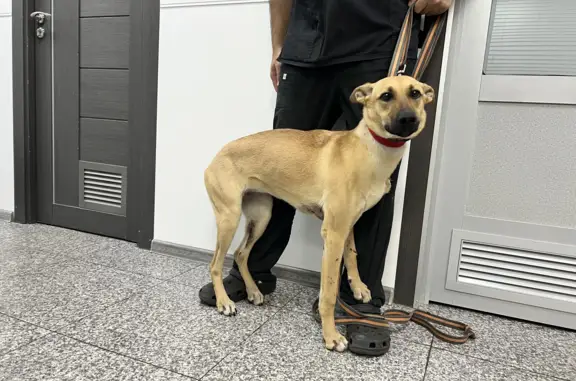 Найдена рыжая собака в Горках-2, Одинцово: 35