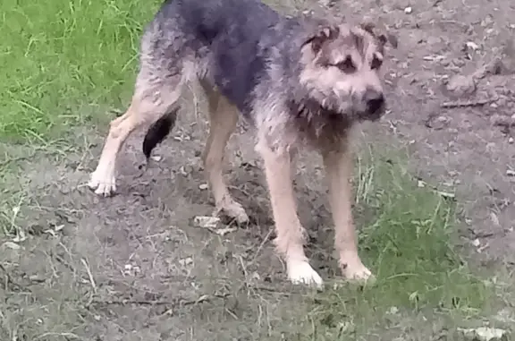 Найдена собака, Москва, фото: Собака найдена в Электростали, Московская область