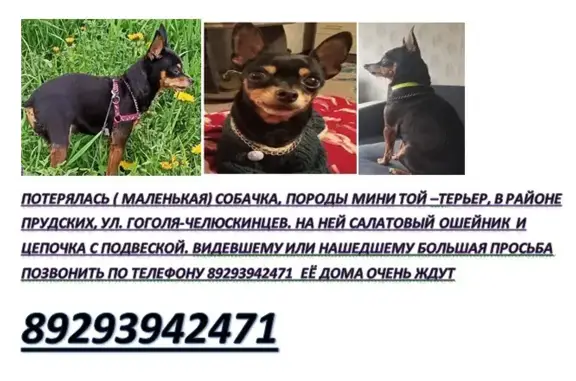 Пропала собака на улице Гоголя, 159 в Барнауле