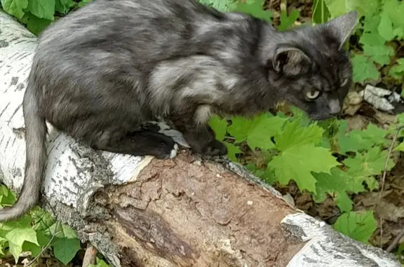 Пропала кошка Мурка на ул. Н. Симонова 3, Смышляевка