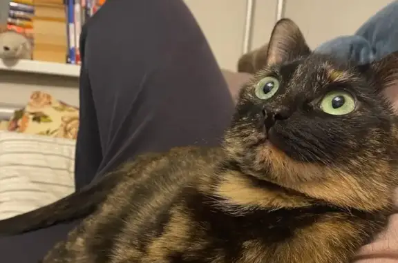 Кошки потеряшки, Санкт-Петербург, фото: Потеряшка кошка на 3-й Красноармейской, СПб