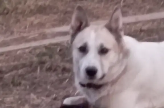 Пропала собака Мальчик, белый с рыжими пятнами, МО 46К-2004