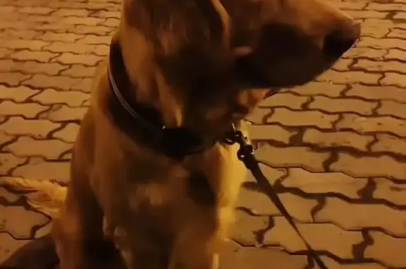 Пропала собака Ляля на ул. Карла Маркса в Хабаровске
