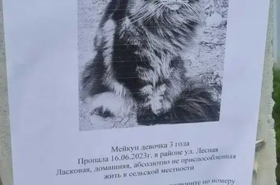 Пропала кошка породы Мейн кун на ул. Орджоникидзе, 22