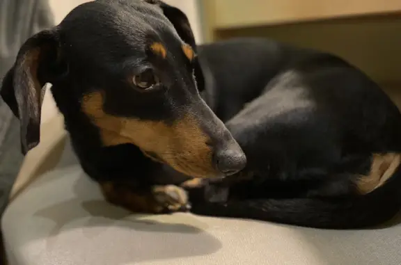 Собаки потеряшки, Санкт-Петербург, фото: Потеряшка черная такса на улице Солдата Корзуна, СПб.