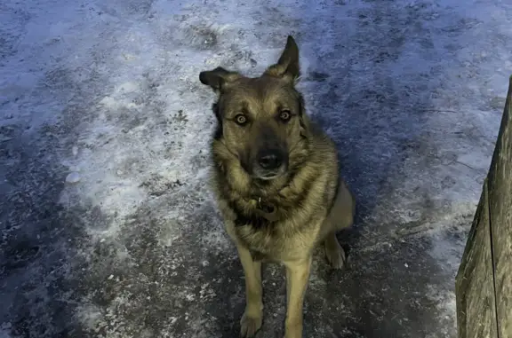 Пропала собака в Сосногорске, Республика Коми