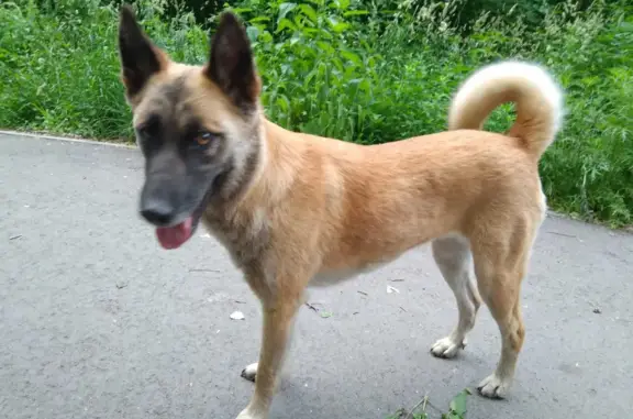 Пропала собака в Омске: бродит по району, адрес - Камерный переулок, 54А