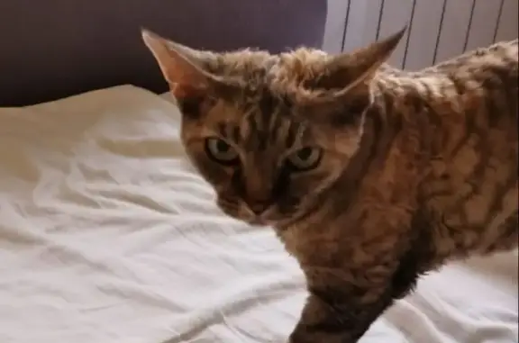 Пропала кошка Девон Рекс Чика в Московской области