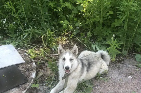Найдена собака в лесу под Выборгом, окрас серо-белый.