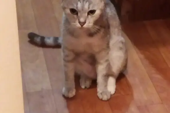 Кошки потеряшки, Смоленск, фото: Потеряшка кошка на ул. Попова, 116 в Смоленске