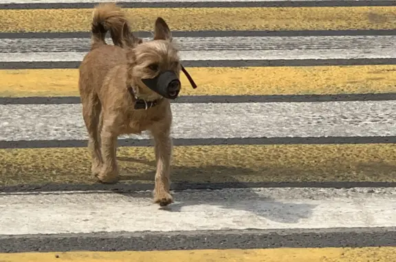 Собака на площади Терешкова с 14:30