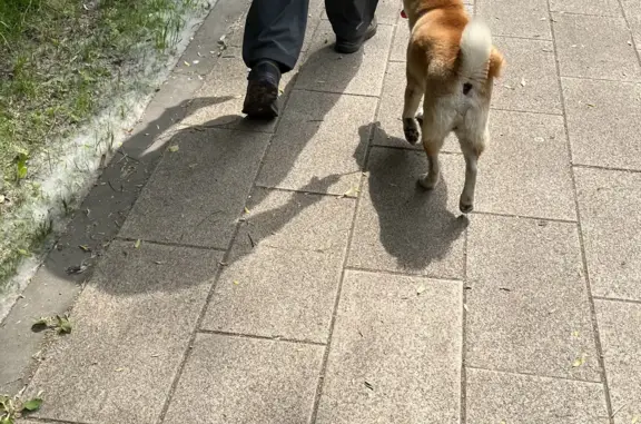 Найдена собака в Москве, ул. Твардовского 16 к3.