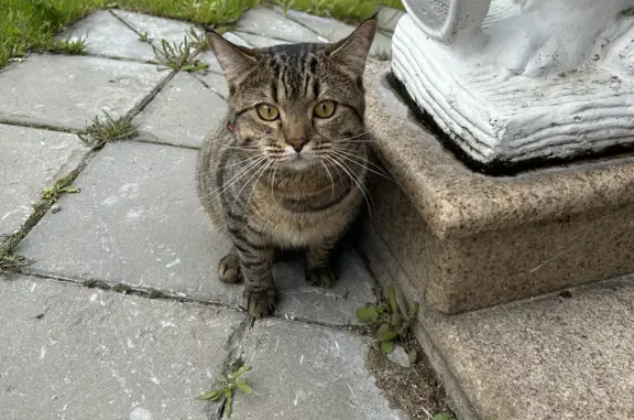 Пропала кошка в Леонихе, Щёлково: помогите найти!