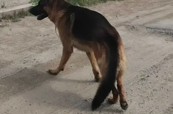 Пропала собака Грей в Югре