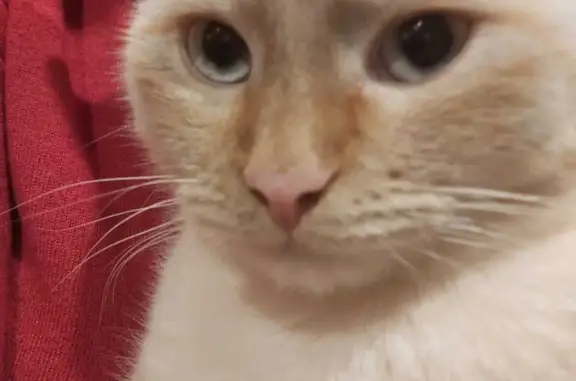 Пропала рыжая кошка-сиамка в Тульской области