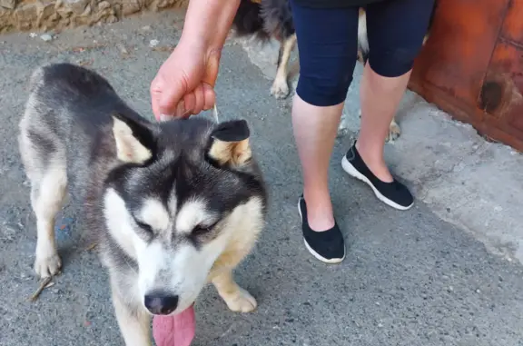 Найдена собака, Екатеринбург