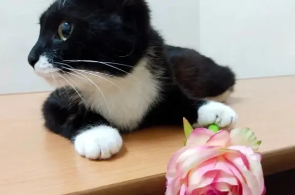 Найдена кошка Марыся возрастом до 1,5 лет на улице Космонавта Беляева, 43, Пермь