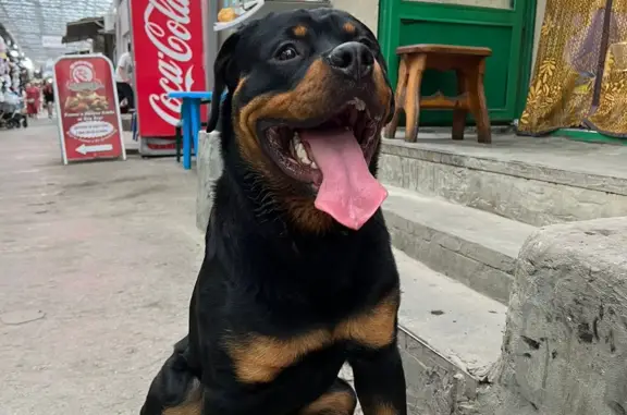 Найдена собака на улице Лелюшенко, Ростов-на-Дону