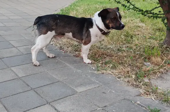Собака найдена на Кожевенной, 18 в Краснодаре.