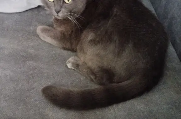 Пропал серый кот в Воронеже