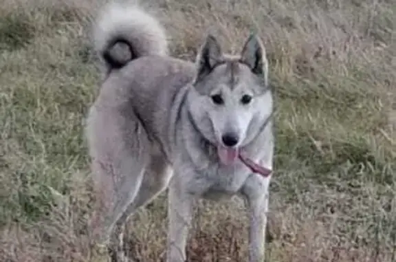 Пропала собака серого окраса в Челябинске