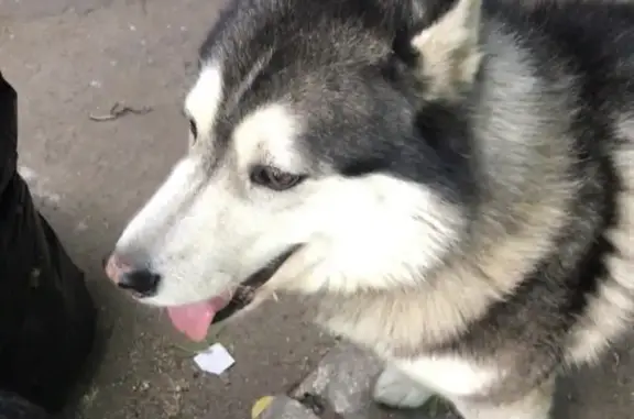 Пропала собака маламут в Северном Кучино, розовый нос на пр. Жуковского