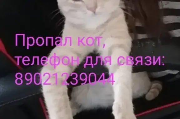 Пропал кот на Братской, 31 в Димитровграде